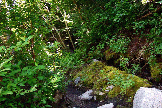 LushTrail