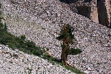 RoughTerrain