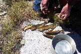 FishForDinner