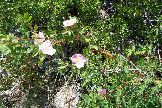 WildRoses
