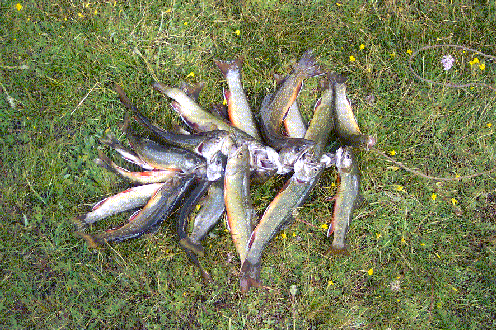 GreatCatch