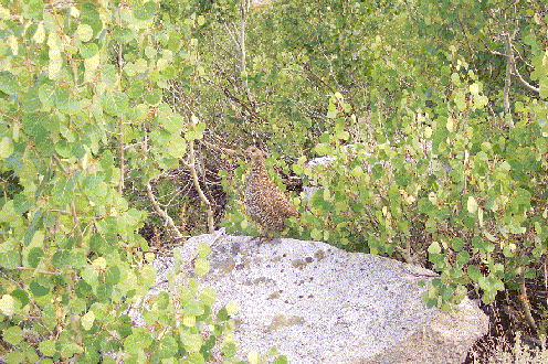 WildLife